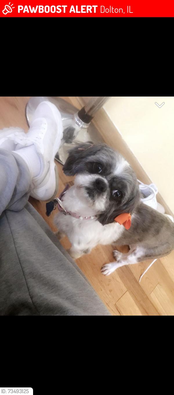 Lost Female Dog last seen Dolton, Dolton, IL 60419