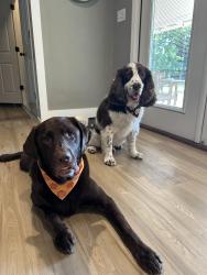 Lost Female Dog last seen Charles Samuel Drive, Bradfordville, FL 32312