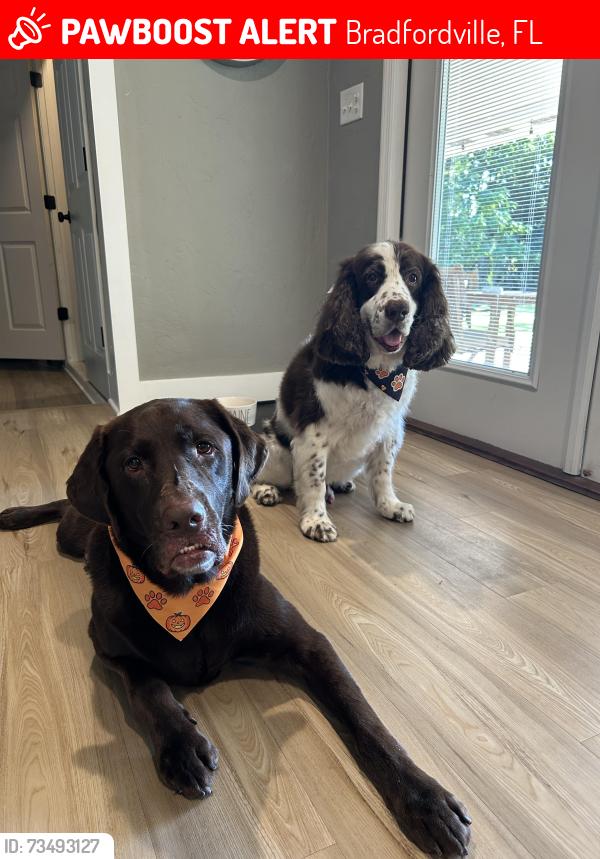 Lost Female Dog last seen Charles Samuel Drive, Bradfordville, FL 32312