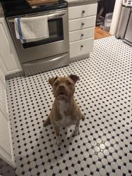 Found/Stray Male Dog last seen Barberry lane, Lexington, KY 40503
