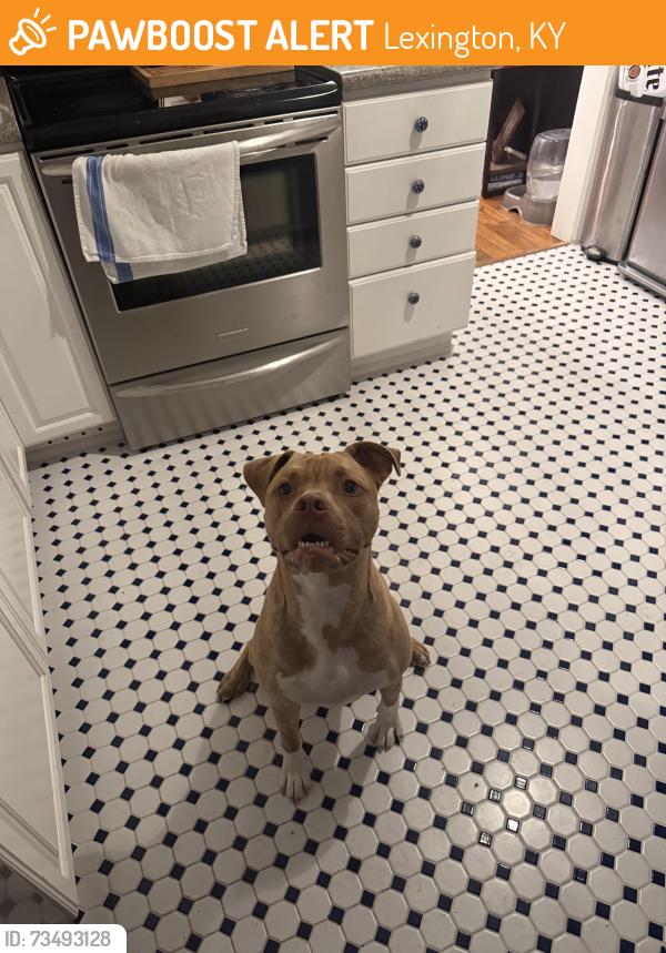 Found/Stray Male Dog last seen Barberry lane, Lexington, KY 40503