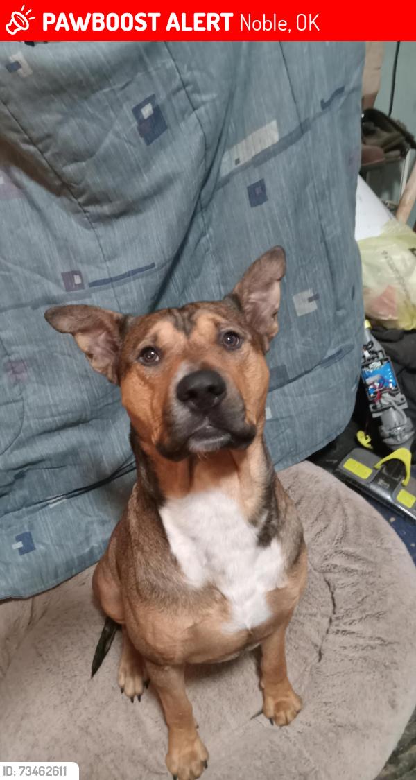 Lost Male Dog last seen Maguire, 108th and Etowah, Noble, OK 73068