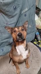 Lost Male Dog last seen Maguire, 108th and Etowah, Noble, OK 73068