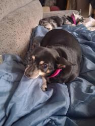 Reunited Female Dog last seen Shiny mtn.road, Greentown, PA 18426
