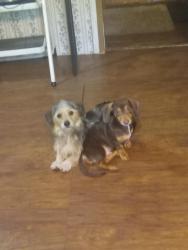 Lost Male Dog last seen Morre rd off sweetwater rd in edgefield, North Augusta, SC 29860