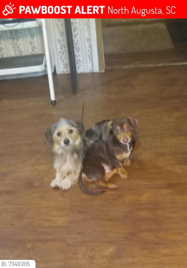 Lost Male Dog last seen Morre rd off sweetwater rd in edgefield, North Augusta, SC 29860