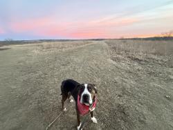 Lost Male Dog last seen ridgeview and santa fe, Olathe, KS 66061