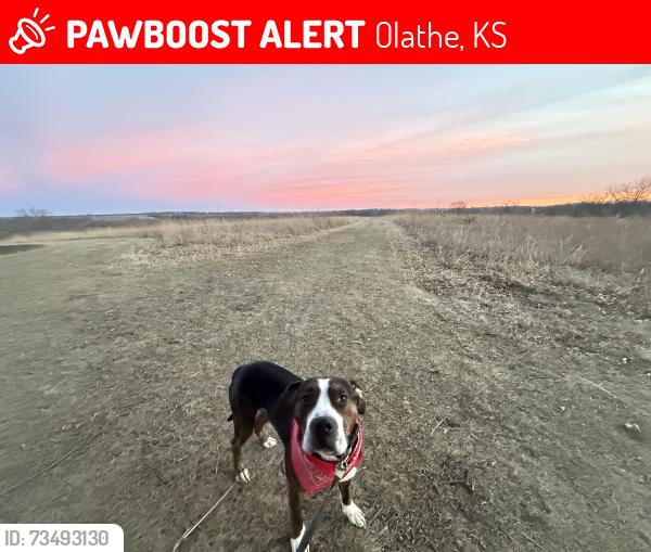 Lost Male Dog last seen ridgeview and santa fe, Olathe, KS 66061