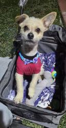 Lost Male Dog last seen Near palm ave apt4, Hialeah, FL 33010
