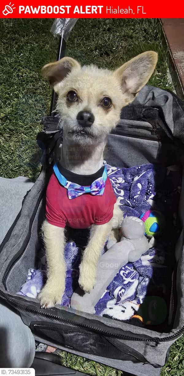 Lost Male Dog last seen Near palm ave apt4, Hialeah, FL 33010