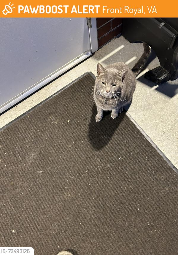 Found/Stray Male Cat last seen Randolph-Macon Academy campus, Front Royal, VA 22630