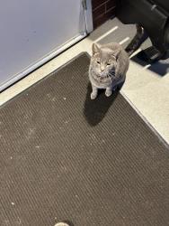 Found/Stray Male Cat last seen Randolph-Macon Academy campus, Front Royal, VA 22630