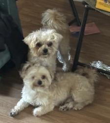Lost Male Dog last seen Baltimore abe, Philadelphia, PA 19143