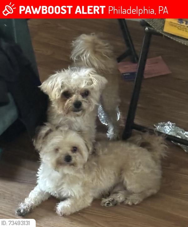 Lost Male Dog last seen Baltimore abe, Philadelphia, PA 19143