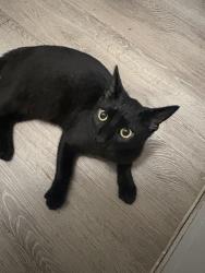 Found/Stray Unknown Cat last seen The Grand 1501 apmts, College Station, TX 77840