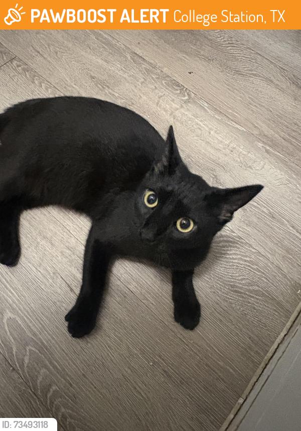 Found/Stray Unknown Cat last seen The Grand 1501 apmts, College Station, TX 77840