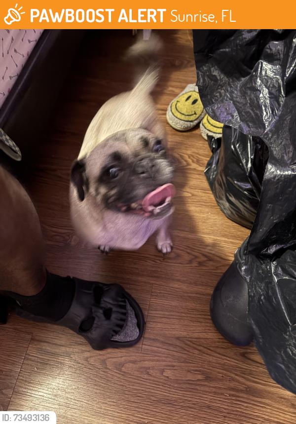 Found/Stray Female Dog last seen Sunset strip, Sunrise, FL 33322
