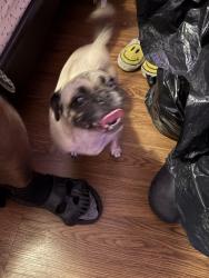 Found/Stray Female Dog last seen Sunset strip, Sunrise, FL 33322