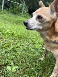 Reunited Male Dog last seen Paige’s dairy and Pamela road area, Yulee, FL 32097
