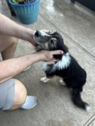 Reunited Male Dog last seen Westwood Neighborhood League City, Texas, League City, TX 77573