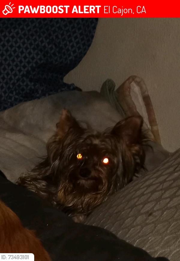 Lost Male Dog last seen Near El cajon Blvd, El Cajon, CA 92020