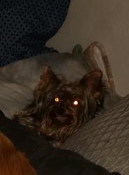 Lost Male Dog last seen Near El cajon Blvd, El Cajon, CA 92020
