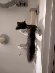 Reunited Female Cat last seen Next to the BIRCH flt block on Alder Lane, Warrington, England WA2 8HU