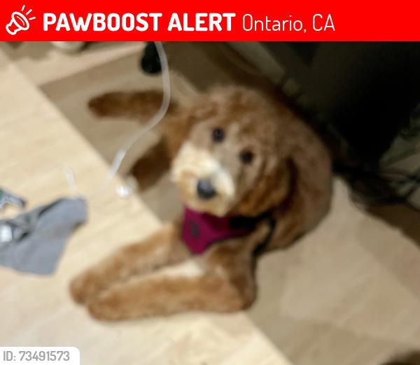 Lost Female Dog last seen San Antonio and phillips, Ontario, CA 91762
