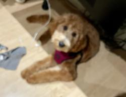 Lost Female Dog last seen San Antonio and phillips, Ontario, CA 91762