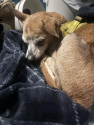 Found/Stray Male Dog last seen Near E 152nd St Grandview, MO 64030 United States, Grandview, MO 64030