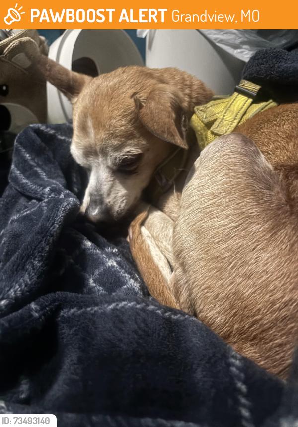 Found/Stray Male Dog last seen Near E 152nd St Grandview, MO 64030 United States, Grandview, MO 64030