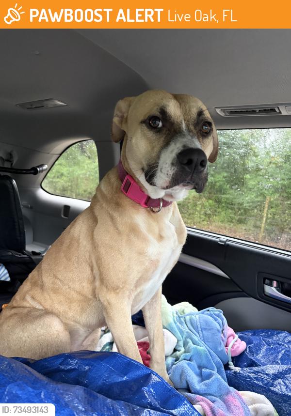 Found/Stray Female Dog last seen Gas station, Live Oak, FL 32064