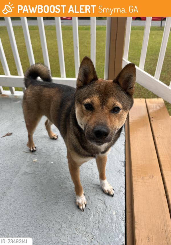 Found/Stray Male Dog last seen intersection Old Concord Rd & Taylor Dr, Smyrna, GA 30080