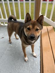Found/Stray Male Dog last seen intersection Old Concord Rd & Taylor Dr, Smyrna, GA 30080
