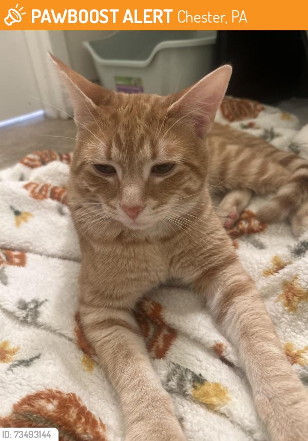 Found/Stray Male Cat last seen Memorial field, Chester, PA 19013