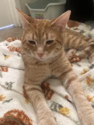 Found/Stray Male Cat last seen Memorial field, Chester, PA 19013