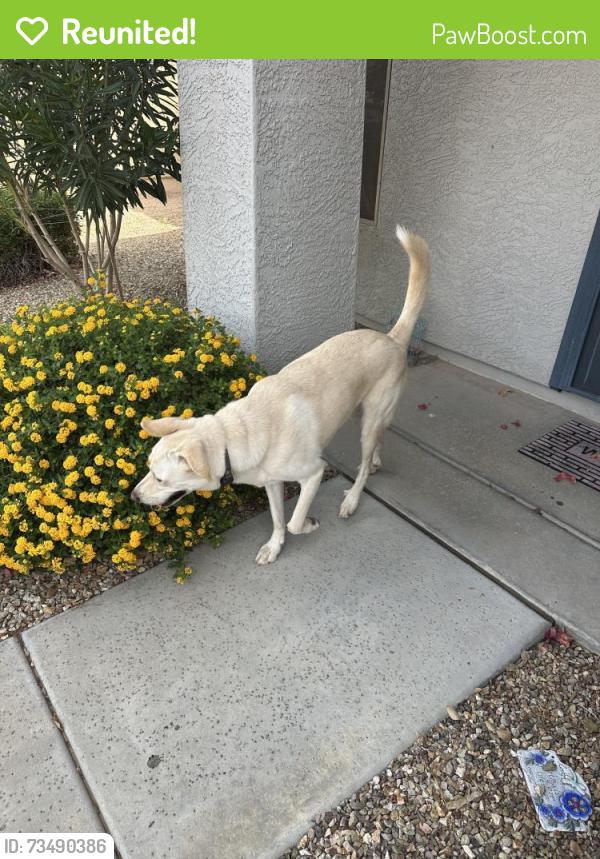 Reunited Male Dog last seen Near th Ave & Waddell rd, Surprise, AZ 85388