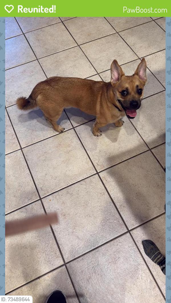 Reunited Male Dog last seen Loussac Library, Anchorage, AK 99503
