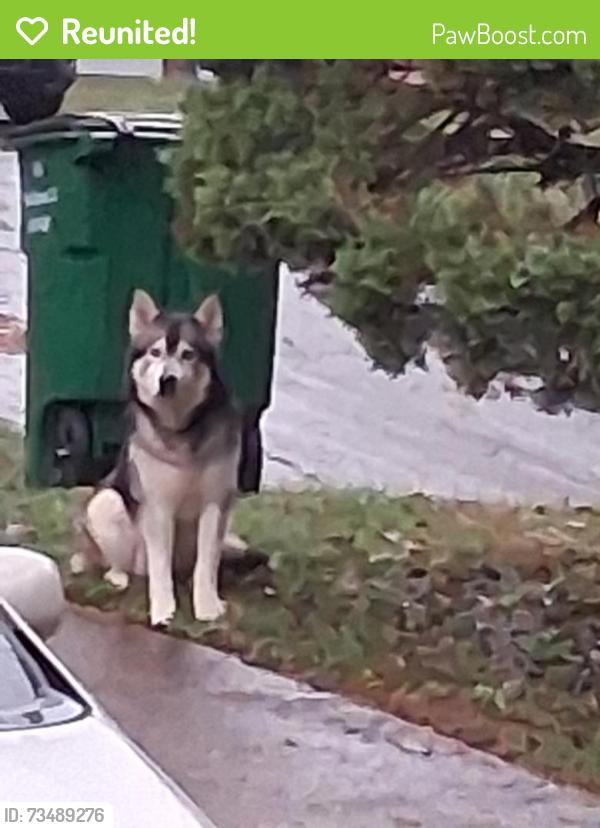 Reunited Male Dog last seen Shoals Ln, Chattanooga, TN 37416