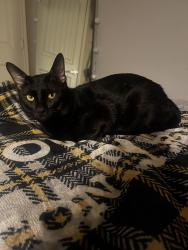 Lost Male Cat last seen Pavo Viejo and fairlawn dr, San Antonio, TX 78223
