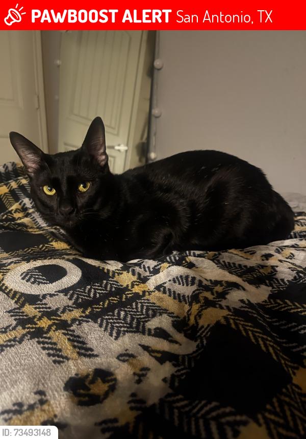 Lost Male Cat last seen Pavo Viejo and fairlawn dr, San Antonio, TX 78223