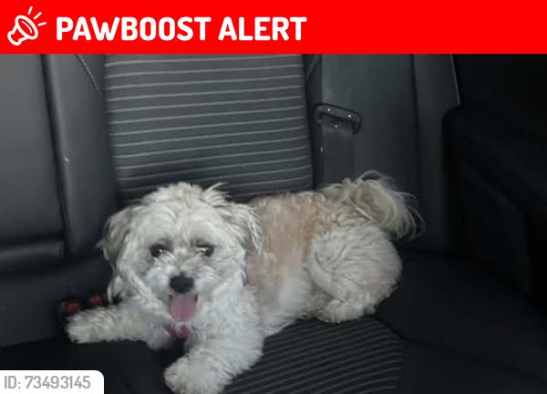 Lost Male Dog last seen Willow Bend Dr, Liberty Township, OH 45011