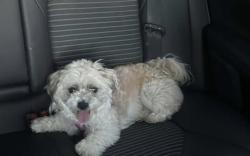 Lost Male Dog last seen Willow Bend Dr, Liberty Township, OH 45011