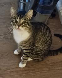 Lost Male Cat last seen Robbie and Rockwood, Modesto, CA 95350