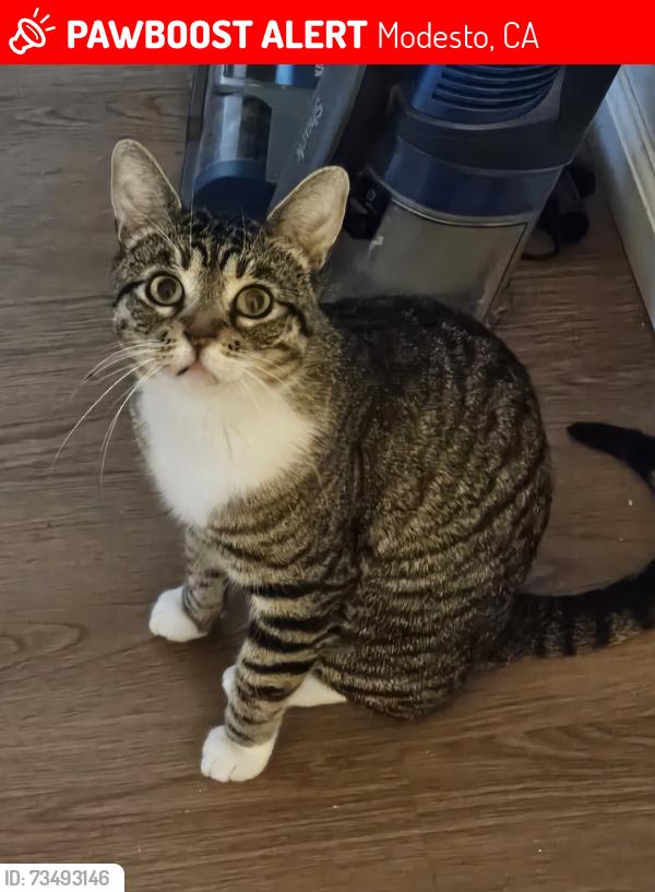 Lost Male Cat last seen Robbie and Rockwood, Modesto, CA 95350