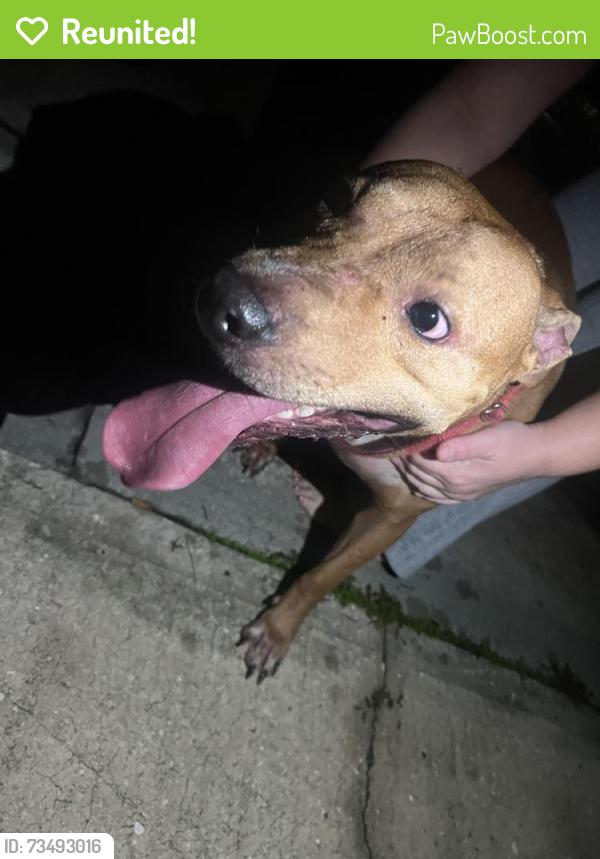 Reunited Male Dog last seen Cabot Dr and Bianca, Palm Bay, FL 32905