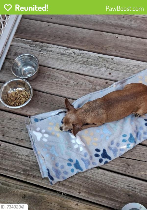 Reunited Male Dog last seen 34th St and Merriam lane, Kansas City, KS 66103