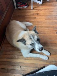 Reunited Female Dog last seen 221a forest city NC, Forest City, NC 28043