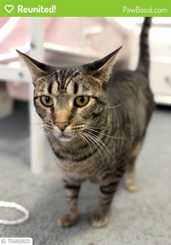 Reunited Female Cat last seen 130th and Ramona, Hawthorne, CA 90250