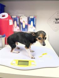 Shelter Stray Female Dog last seen ASBURY DR, 31078 LA-36, Lacombe, LA 70445, USA